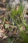 Bristleleaf sedge